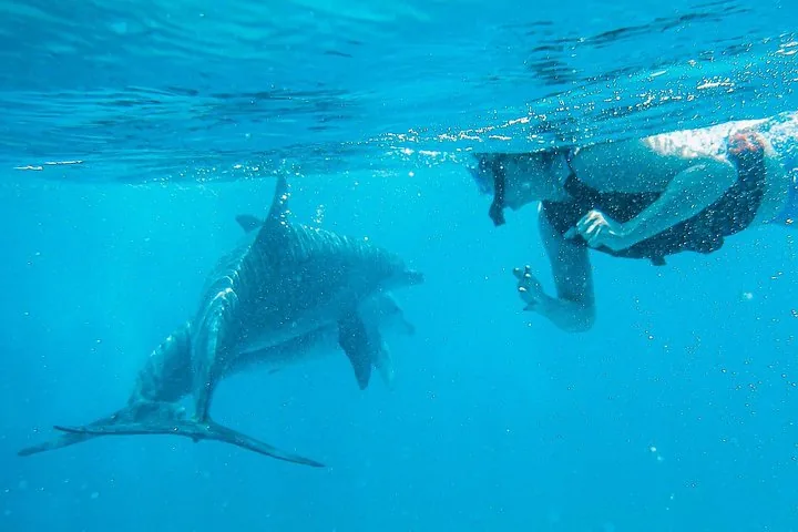 Snorkeler swimming close to dolphins underwater in clear blue ocean