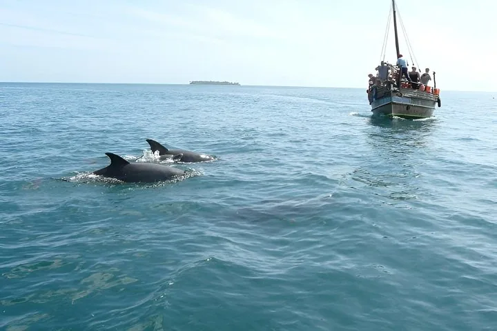 Dolphins swimming near a wooden tourist boat in the open ocean