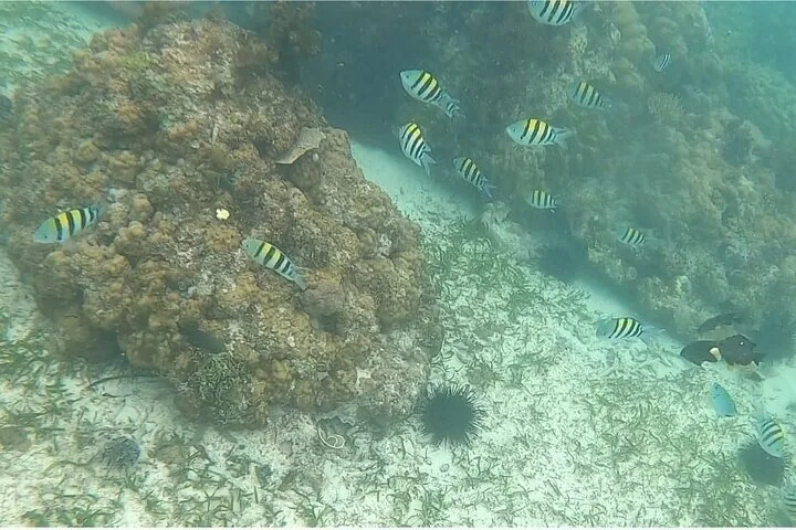 Underwater view of striped fish swimming around coral reef and sea urchins